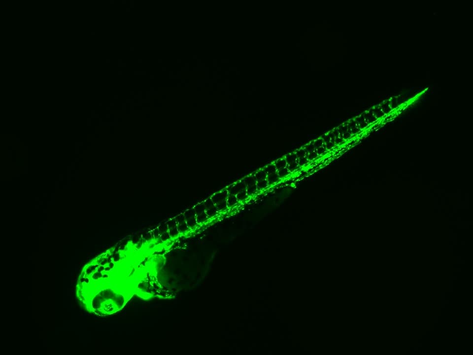 Zebrafish Proficiency